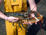 large female lobster
